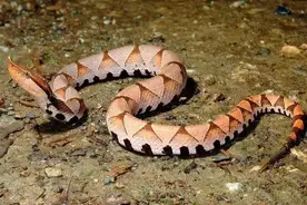 蛇不仅有生态价值，更是有许多的经济价值图片