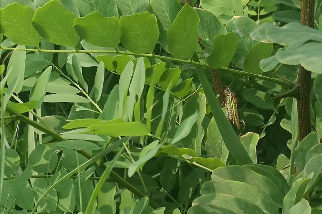 秋虫是什么虫子（带你分清这两个秋天鸣叫的小伙伴）