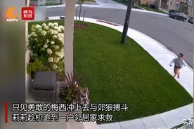 视频丨小狗勇斗郊狼 保护10岁小主人图片