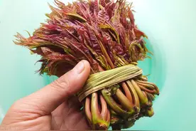保存香椿芽，直接放冰箱是外行，教你3个小诀窍，香椿芽新鲜好吃图片