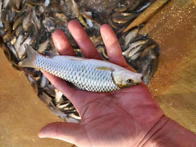 长鱼鳞痣运气