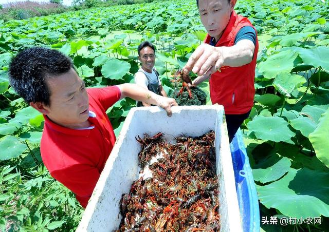 农村青年返乡创业,到底干啥能致富?这8个项目就“钱”景可观