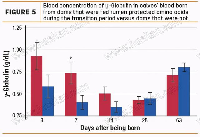 围产期母牛日粮中的瘤胃保护赖氨酸