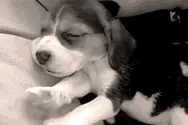笑话出品搞笑GIF：宠物乐翻天，温柔的小奶狗，人类的好朋友图片