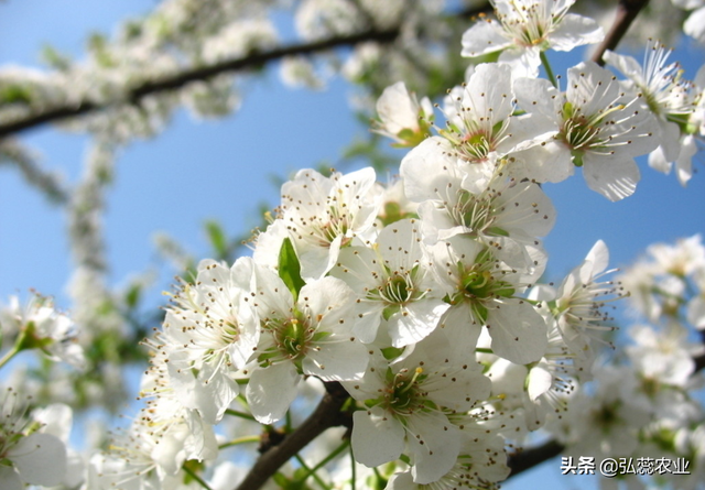 氨基酸涂干作用大