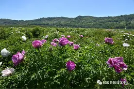 和政：富农牡丹种植基地花开正艳图片