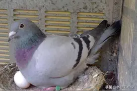 养的鸽子是蛋鸽产蛋不高？看完这篇文章你就知道了图片
