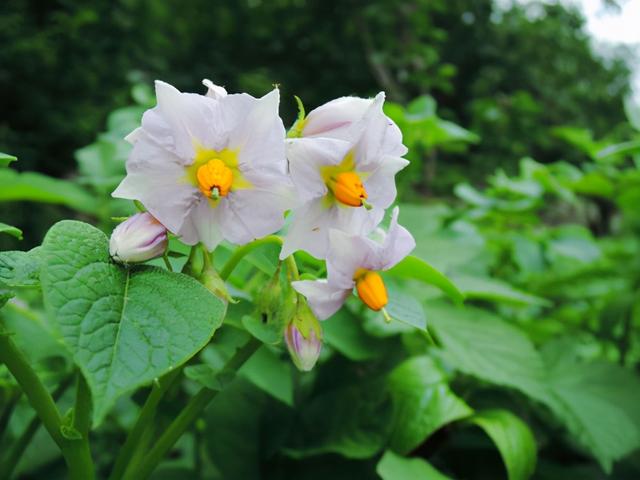土豆——世界上最成功的植物之一，没有它可能就没有人类文明