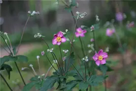 上海植物园秋花盛开“打破碗花花”“十大功劳”长什么样？图片