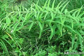 黄精高产培育技术，育苗方法田间管理，详细介绍陈列如下图片