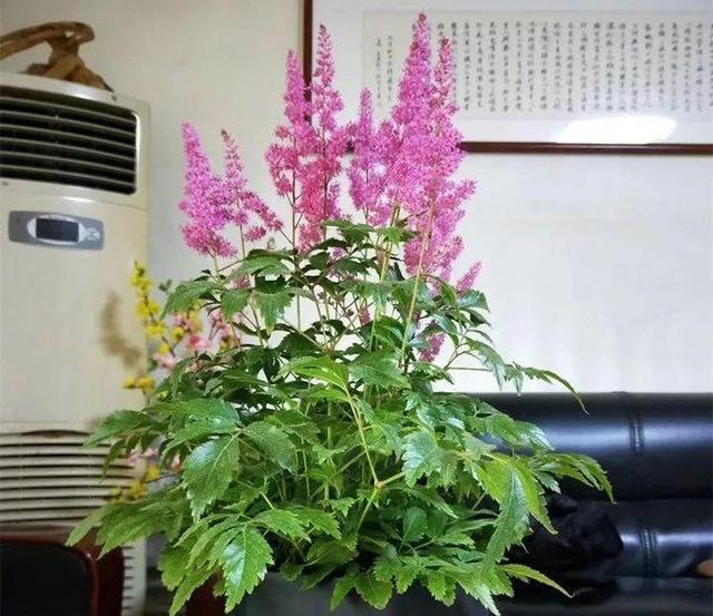 贝拉小蜜蜂草本身体乳