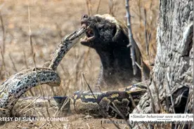 第4200回：世界上最无所畏惧，捕蛇专家蜜獾狐獴图片