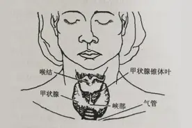 甲状腺是什么？图片