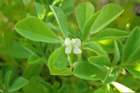 路旁1种杂草叫葫芦巴，别急着铲除，它是老北京人说的芸香，珍贵图片