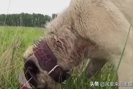 为什么“防狼项圈”让狼群害怕至极？看完佩服游牧民族的智慧图片