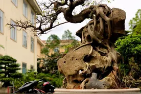 男子有棵根茎长在石头里的盆景树，有人出14万嫌价格低不肯卖图片