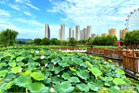 悦享莒南 | 风吹荷塘起涟漪，莲花娇羞绿萝裙，让我们相约莒南天然氧吧——鸡龙河湿地公园！图片
