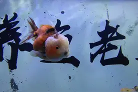 一不小心，小金鱼就在鱼缸内产卵了，我们如何处理为好呢？图片