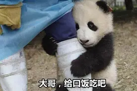 国宝熊猫表情包合集｜大哥，给口饭吃吧图片