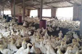 鸭脚软、脖子后仰、摇晃，一定要注意了，来看下浆膜炎怎么治疗图片