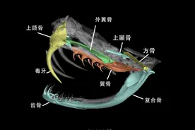 蛇最大能吞下多大的猎物？比自身体重还大，尺寸超出想象图片