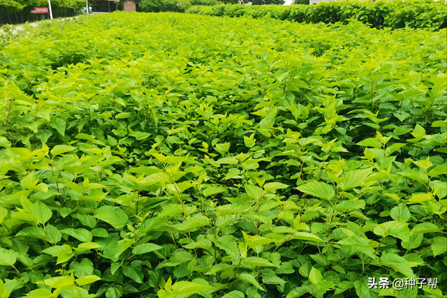 饲料桑，高蛋白牧草，耐刈割，能养出优质生态猪，增重快