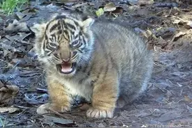 外地驾照在上海换取流程和注意事项图片