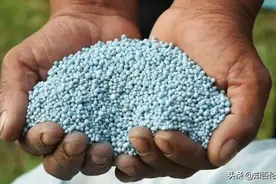 “尿素”施用后，为何不能马上浇水？会造成什么后果？别不重视图片