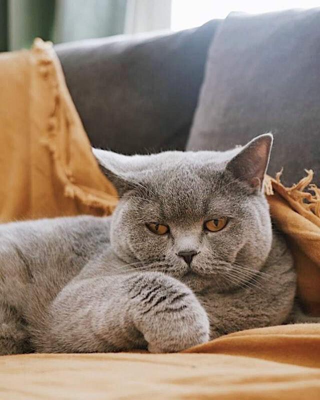 猫需要22种氨基酸，其中11种必不可少，牛磺酸是猫胆盐唯一来源