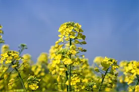 江苏淮安洪泽湖畔的油菜花 玛米亚RB67相机拍摄120胶卷图片
