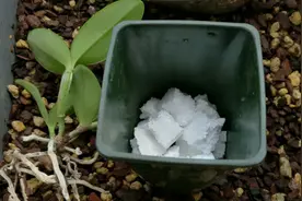 春季换盆“垫底”，十种材料不用花钱买，好用又透气，赶紧去找点图片