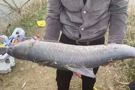 实话告诉你，这才是“专攻”大青鱼的正确钓法，不怕断竿尽管试图片