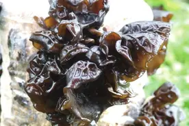 黑木耳长出绿霉，种植户犯愁，进行科学防治，黑木耳厚实产量高图片