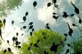 都是蝌蚪，那青蛙和蛤蟆的幼体，有什么区别？图片