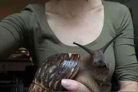 动物界顶级“房奴”，蜗牛从出生就要为了外壳努力，不惜得罪人类图片