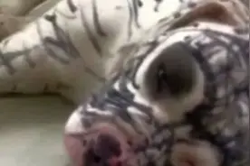犬中霸主比特犬在家带娃，宝妈回家发现“怪物”，委屈“狗胜”了图片