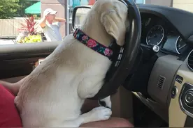 22张「狗狗兜风照」让人忍不住喷笑：每只都是戏精图片