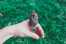 阅读一本书，带你走入青草世界，每一条启示都闪闪发光图片