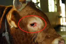 牛红眼病的症状和预防措施有哪些图片