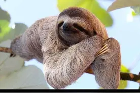 生树上、死树上，懒到极点的树懒，只有一件事是积极：交配图片