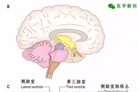 中枢神经系统 | 脑图片