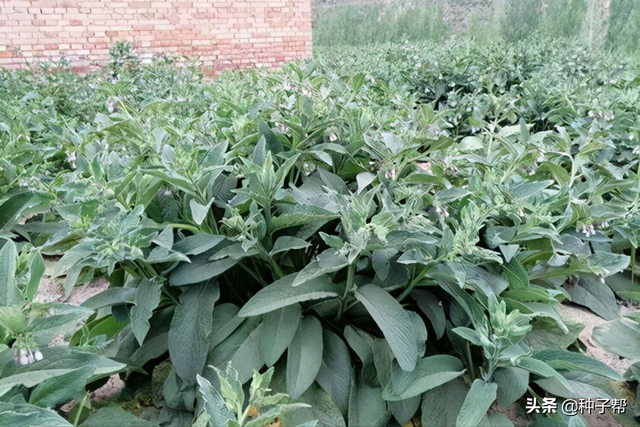 有关俄罗斯饲料菜畜牧价值，你想知道的都在这里了