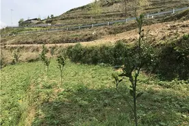 【纵深推进农村产业革命】万山：山头“革命”荒山变“金山”图片