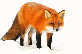 生物相册：20多种狐狸，世界没几个动物园能展示5种图片