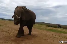 动物中存在着修行者，它们可能得到了释迦牟尼的真传图片