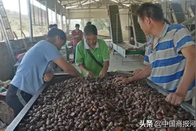 邢台市信都区城计头乡金蛋蛋板栗筑起农民小康大道图片