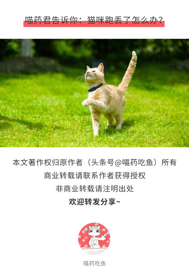 小猫逃脱攻略（猫咪逃跑了还会回来吗铲屎官应该学会这些防止猫咪偷跑出去）