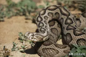 圆斑蝰：“让男人沉默，女人流泪”，亚洲死亡率第一的“肾虚蛇”图片