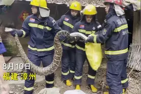 3米吃16只鸡！福建蟒蛇吃鸡 蟒蛇到底有多能吃？如何防止蛇入侵？图片