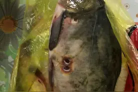 僵尸鱼？湘江钓起怪鲤鱼，鳞片掉光、肚子上两大“牙印”图片